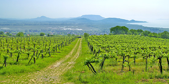 Balaton-felvidék